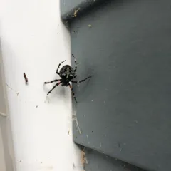 Giant Lichen Orbweaver thumbnail 3