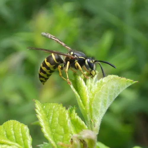 American Yellowjacket