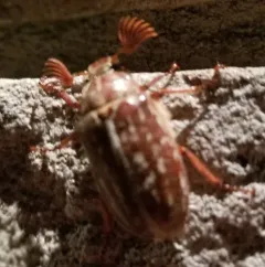 Variegated June Beetle thumbnail 2