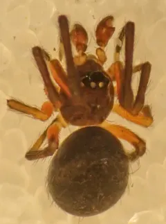 Dipoena nigra thumbnail 4