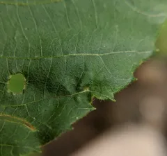 Caryomyia spinulosa thumbnail 1