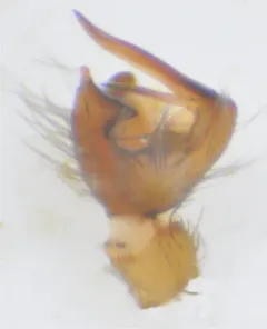 Cybaeopsis wabritaska thumbnail 4