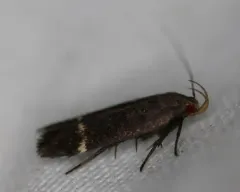 Lupine Leafroller Moth thumbnail 2