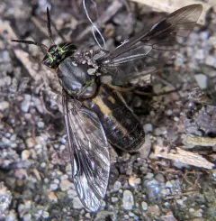 One-striped Deer Fly thumbnail 1