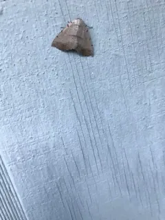 Moon-lined Moth thumbnail 4