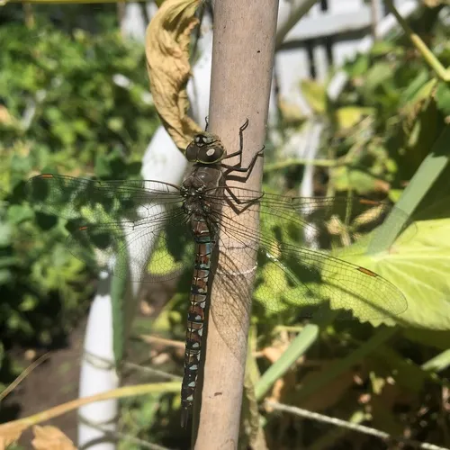 Blue-eyed Darner