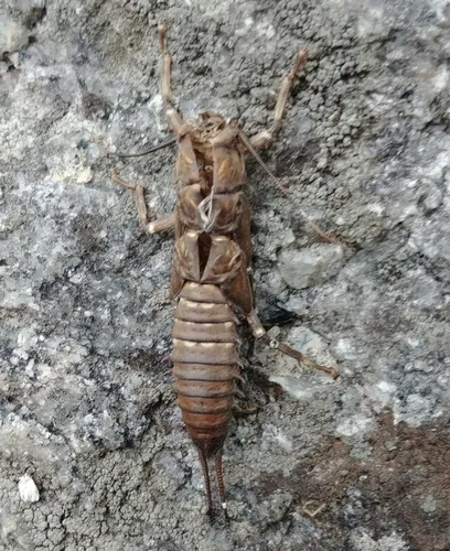 Knobbed Salmonfly