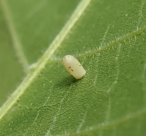 Hickory Urn Gall Midge