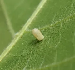 Hickory Urn Gall Midge thumbnail 1