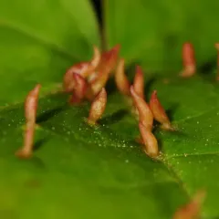 Maple Spindle Gall Mite thumbnail 4