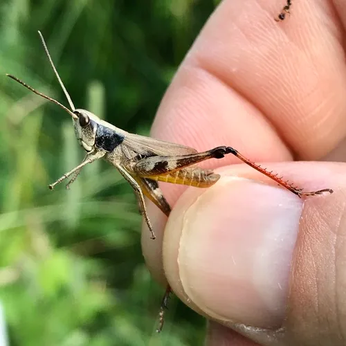 Sprinkled Locust