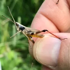 Sprinkled Locust thumbnail 1