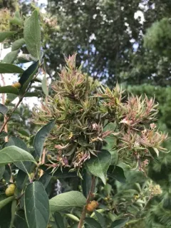Honeysuckle aphid thumbnail 4