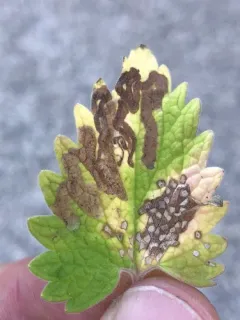 Phytomyza nepetae thumbnail 2