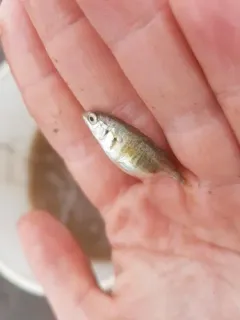 Blackspotted Stickleback thumbnail 3