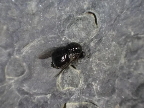 Acrocera bimaculata