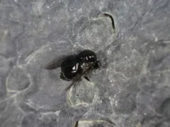 Acrocera bimaculata thumbnail 1