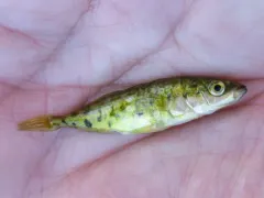 Blackspotted Stickleback thumbnail 4