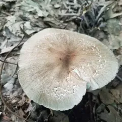 Eastern American Platterful Mushroom thumbnail 2