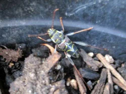 Split-necked Neoclytus