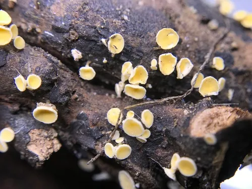 Lachnum salicariae