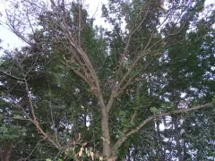 Dutch elm disease thumbnail 2