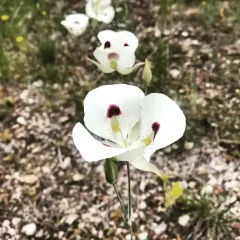 white mariposa lily thumbnail 4
