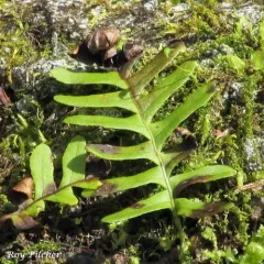 rock polypody photo