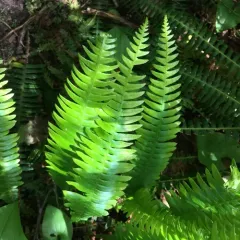 deer fern thumbnail 3