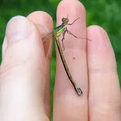 Emerald Spreadwing thumbnail 2