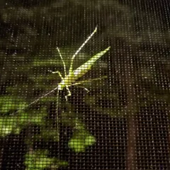 Northern Bush Katydid thumbnail 3
