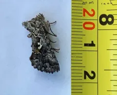Hooked Silver Υ Moth thumbnail 2