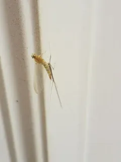 Epeorus longimanus thumbnail 2