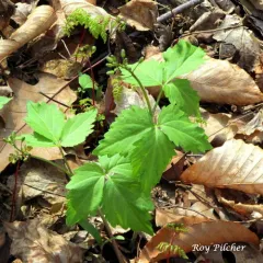 Two-leaved Toothwort thumbnail 5