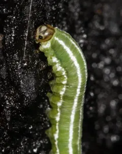 European Spruce Sawfly thumbnail 2