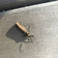 Yellow-collared Scape Moth thumbnail 3