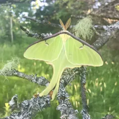 North American Luna Moth thumbnail 4