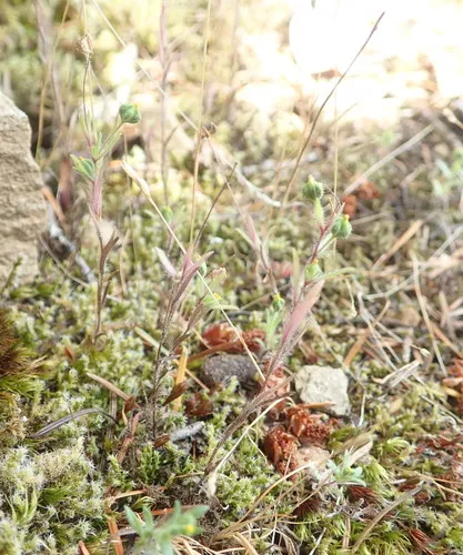 small tarweed