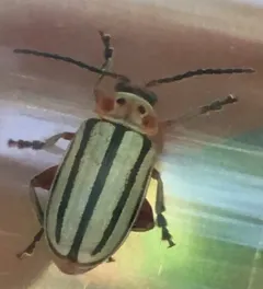 Striped Willow Leaf Beetle thumbnail 1