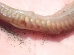 Nephtys caecoides thumbnail 3