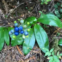 Andrews' Clintonia thumbnail 3