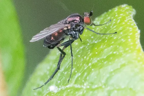 Dolichopus tetricus