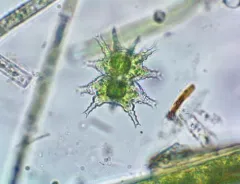 Staurastrum furcigerum thumbnail 4