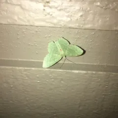 Common Emerald thumbnail 3
