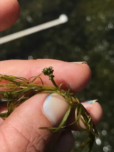 small pondweed