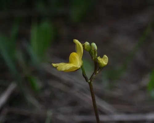 Hidden-fruit Bladderwort