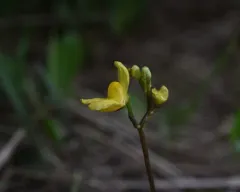 Hidden-fruit Bladderwort thumbnail 1