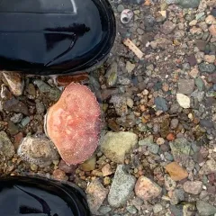 Atlantic Rock Crab thumbnail 3