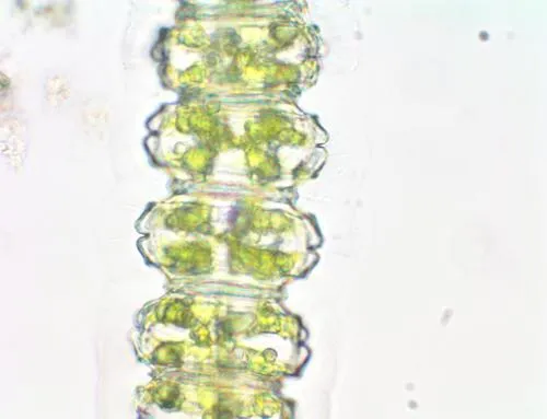 Desmidium grevillei