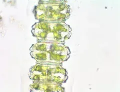 Desmidium grevillei thumbnail 1